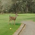 McKay Creek Golf Course (Hillsboro) - All You Need to Know BEFORE ...