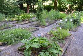 Medicinal Herb Garden In Our Nature