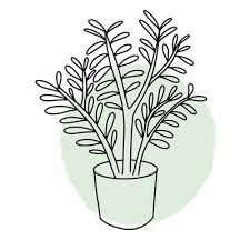 Vector Sketch Of A House Plant Drawing