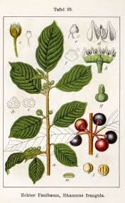 sporkehout vuilboom Rhamnus frangula