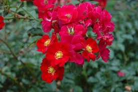 rosa flower carpet red groundcover