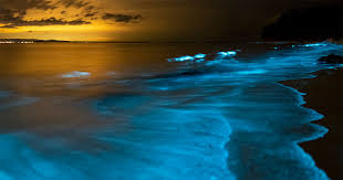 bioluminescent bays of puerto rico