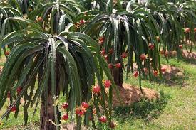 Image result for DRAGON FRUIT FARMING INDIA