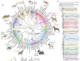 How To Read A Dendrogram The Institute Of Canine Biology