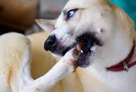 is your dog biting their nails