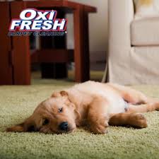 oxi fresh carpet cleaning 12 photos