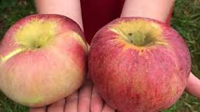 What are the most expensive apples?