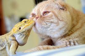 Image result for cats playing with strange friends