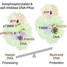 autophosphorylation transforms dna pk