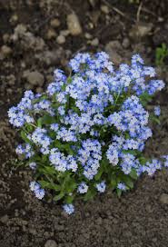 Easy to grow flowers from seeds uk. When To Plant Forget Me Nots Tips On Planting Forget Me Nots From Seeds