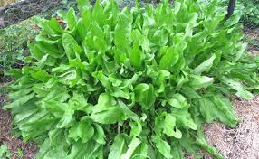 Image result for edible plants