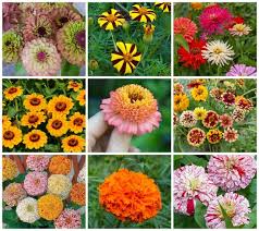A Diversity Of Marigolds And Zinnias