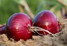 How many onions does a plant yield?