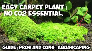 grow carpet plants for aquarium