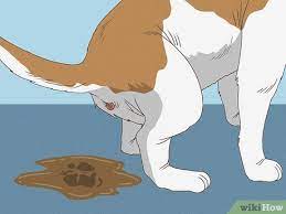 rectal prolapse in dogs symptoms