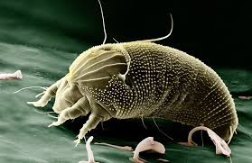 about dust mites carpet allergens