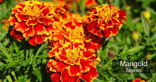 marigold flowers how to plant grow