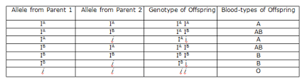 Explain The Genetic Basis Of Blood Grouping In Human
