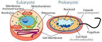 basic parts of the cell theory