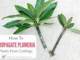 how to propagate plumeria cuttings in 5