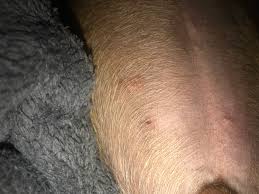 my dog has these scabs on his belly 2