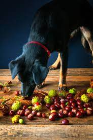 can acorns kill dogs autumn dangers