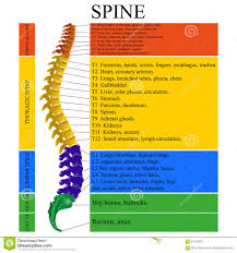 Diagram Of A Human Spine With The Name And Description Of