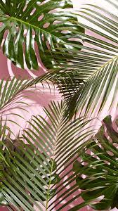 Green Plant Aesthetic Wallpapers on ...