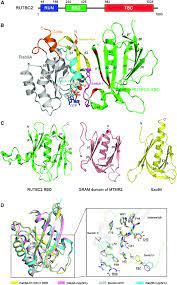 Crystal Structure of the Rab9ARUTBC2 RBD Complex (A) A schematic... |  Download Scientific Diagram