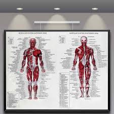 60cm 80cm Muscle System Posters Silk Cloth Anatomy Chart