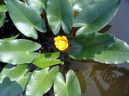 nuphar lutea yellow pond lily