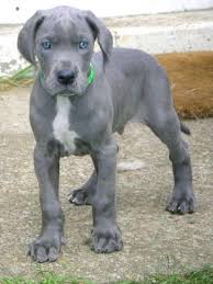 Great dane puppies for sale. Gray Great Dane Puppies For Sale Petsidi