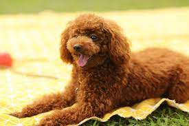 5 undeniable signs your poodle loves you