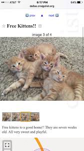 Are you looking for a free kittens near you? Free Cat Near Me Craigslist Online