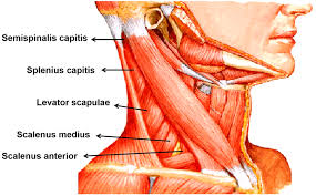 posterior triangle of neck anatomy qa
