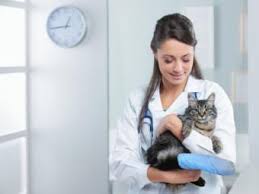 We did not find results for: 4 Common Cat Tail Injuries Lovetoknow
