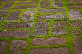How To Grow Moss Between Patio Pavers
