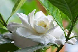 Gardenia Bonsai Lovetoknow