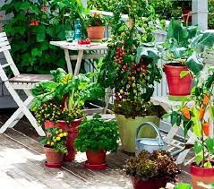 How To Start A Balcony Kitchen Garden