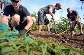 soil preparation for vegetable gardens