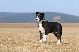 short haired border collie care guide