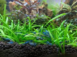 aquatic carpet plant dwarf sag