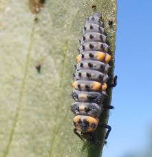 Image result for larve de coccinelle
