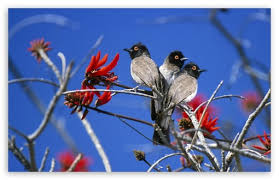 three birds etosha national park