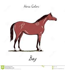 Horse Color Chart On White Equine Bay Coat Color With Text