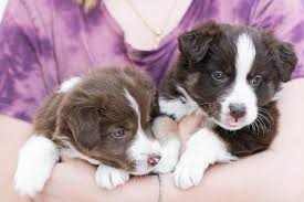 cute puppies images free on