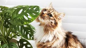Eight Pet Safe Houseplants That Are