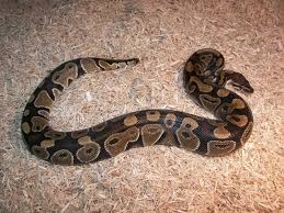 best ball python substrate bedding