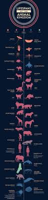 Animal Lifespan Chart Misc Animals Animals Animal