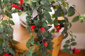 how to grow and care for lipstick plant